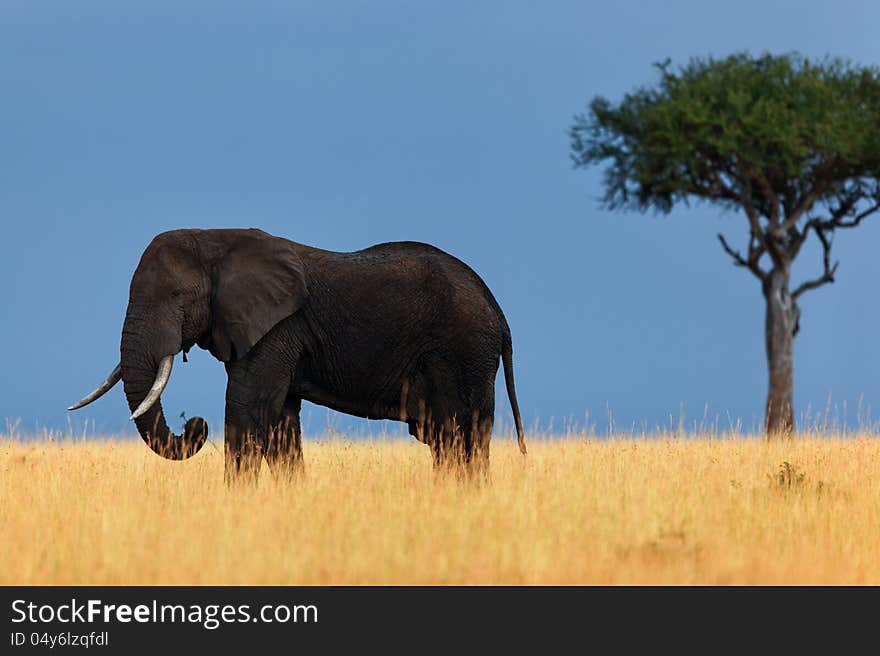 There are only few trees in the Masai Mara and it was lucky to see this handsome elephant in the magnificent scenery. There are only few trees in the Masai Mara and it was lucky to see this handsome elephant in the magnificent scenery.