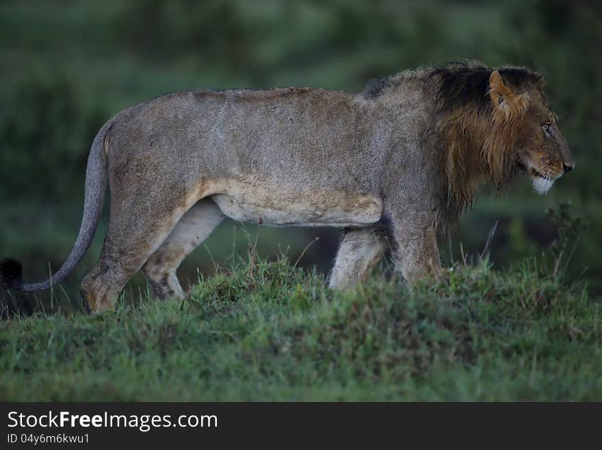 Lion In The Rain, Masai Mara