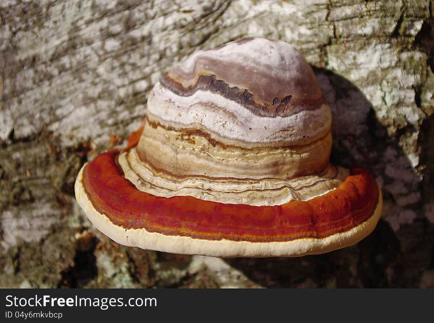 Tree fungus