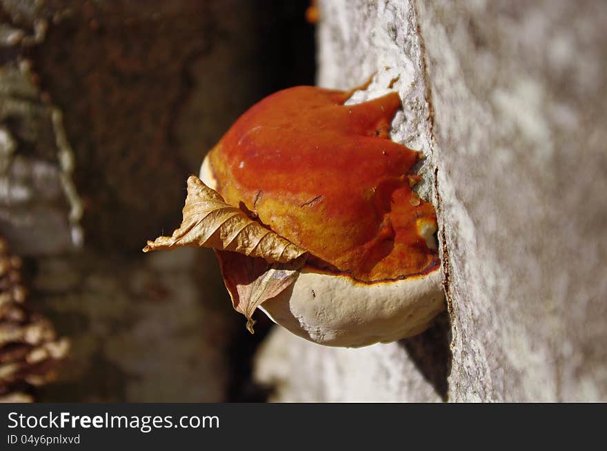 Fungus grows on beech in forest with hung dry leaf. Fungus grows on beech in forest with hung dry leaf