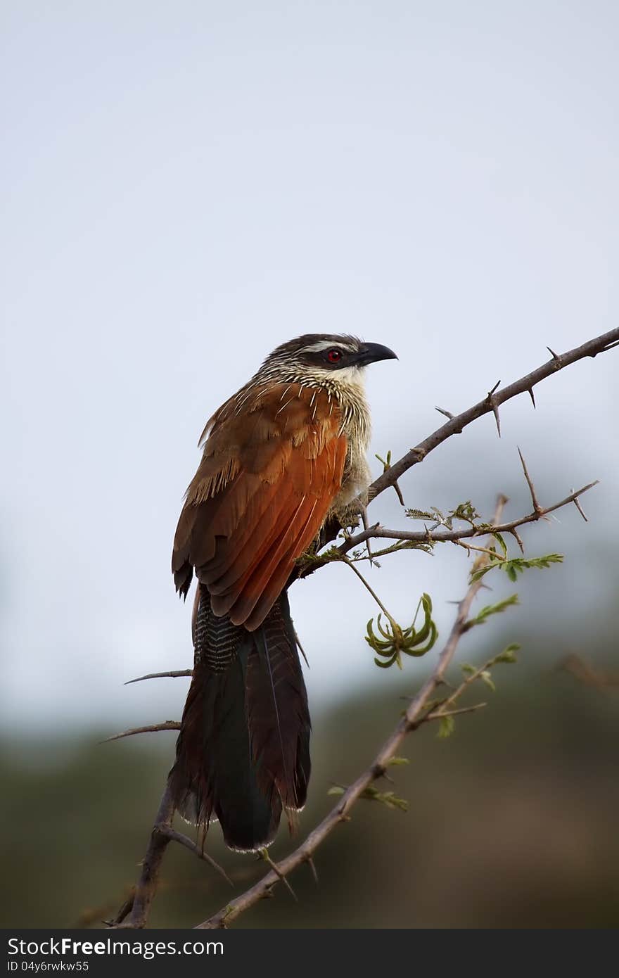 White-browed Coucal, Serengeti