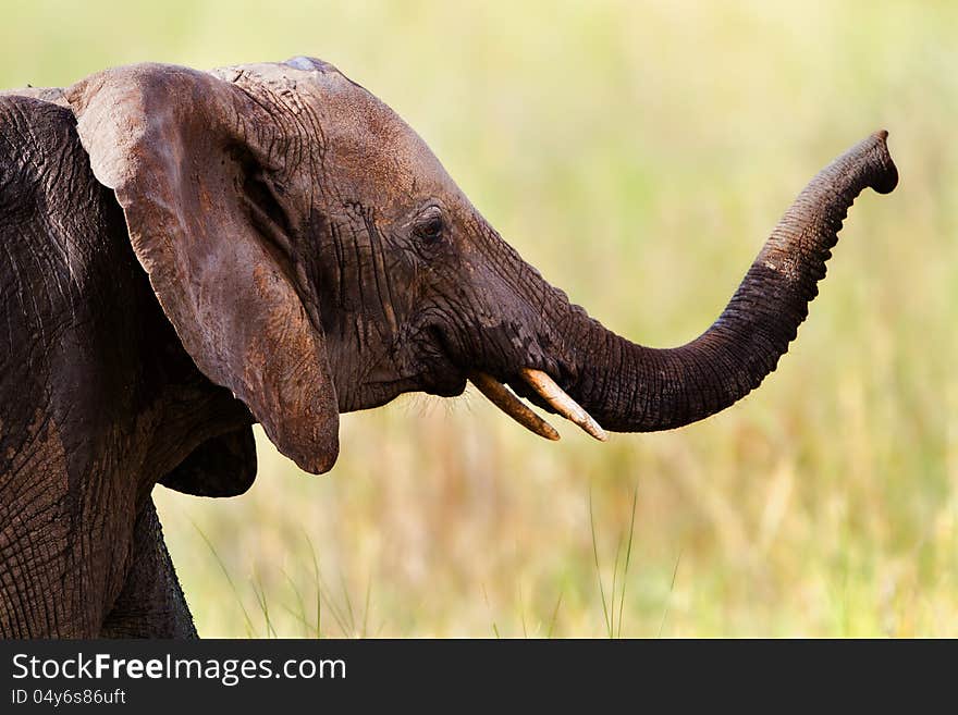 Young Elephant after a bath. Young Elephant after a bath.