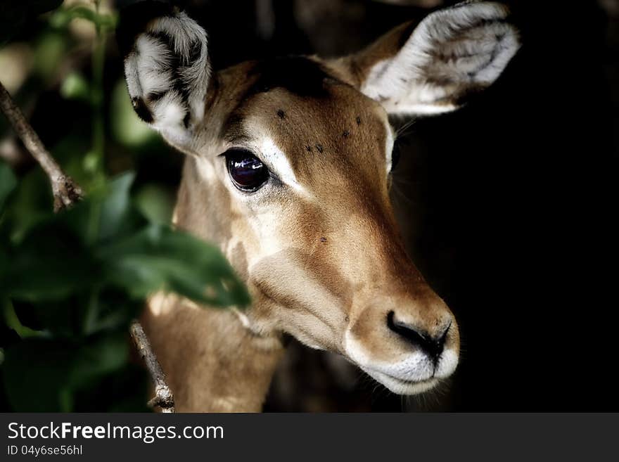 Impala antelope portrait