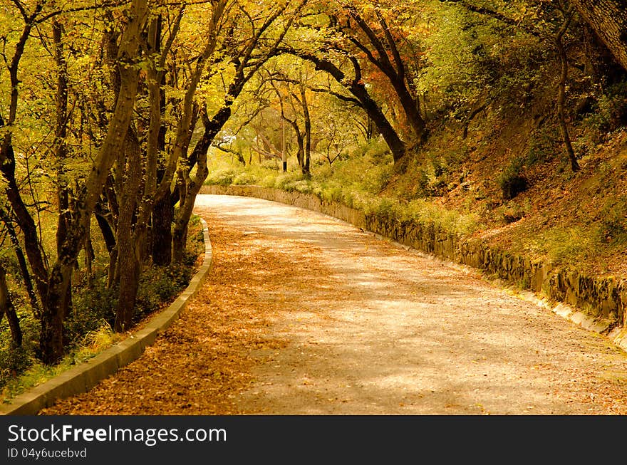 Falling leaves in a sunny day. Falling leaves in a sunny day