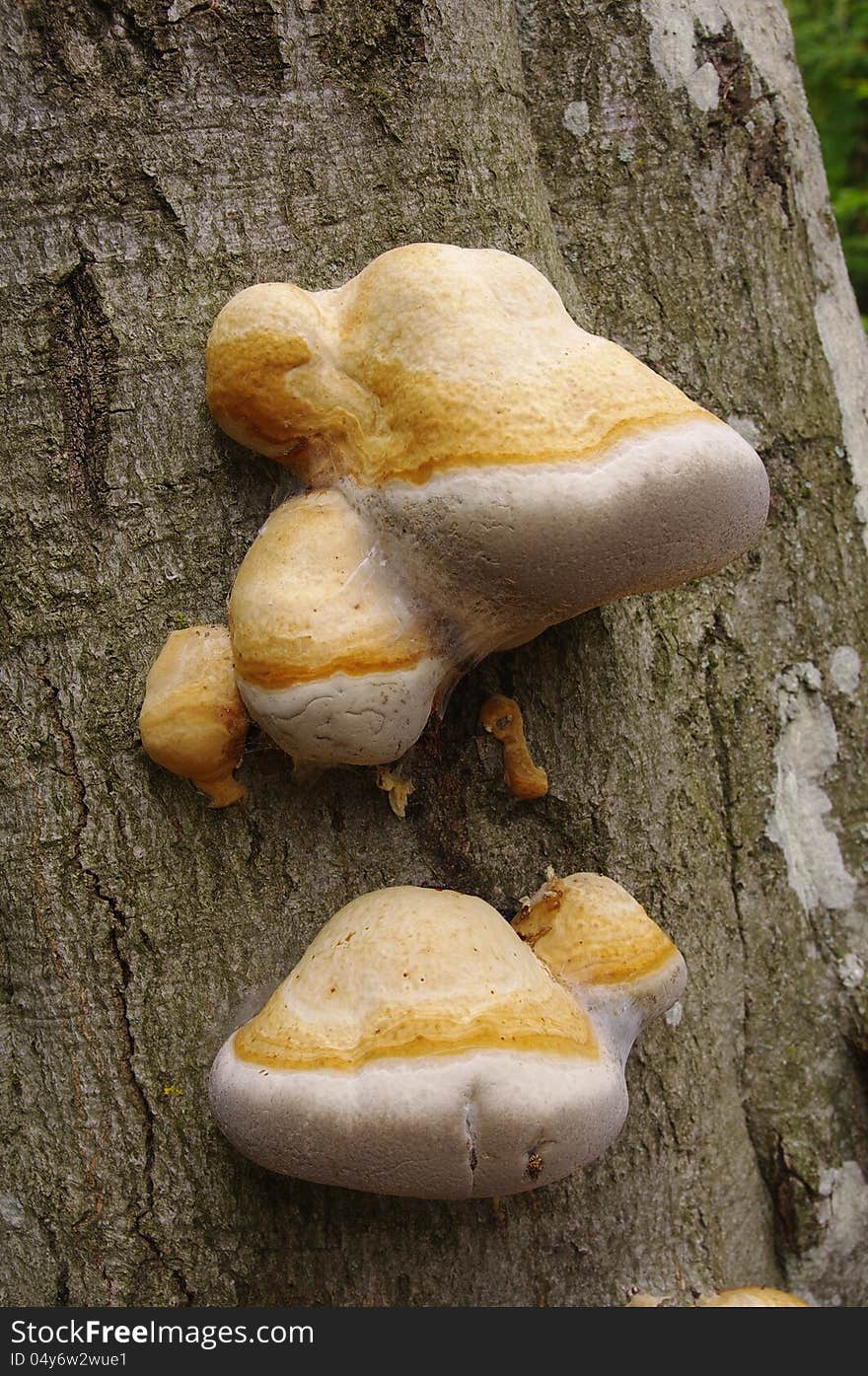 Fungus growing from tree in forest. Fungus growing from tree in forest