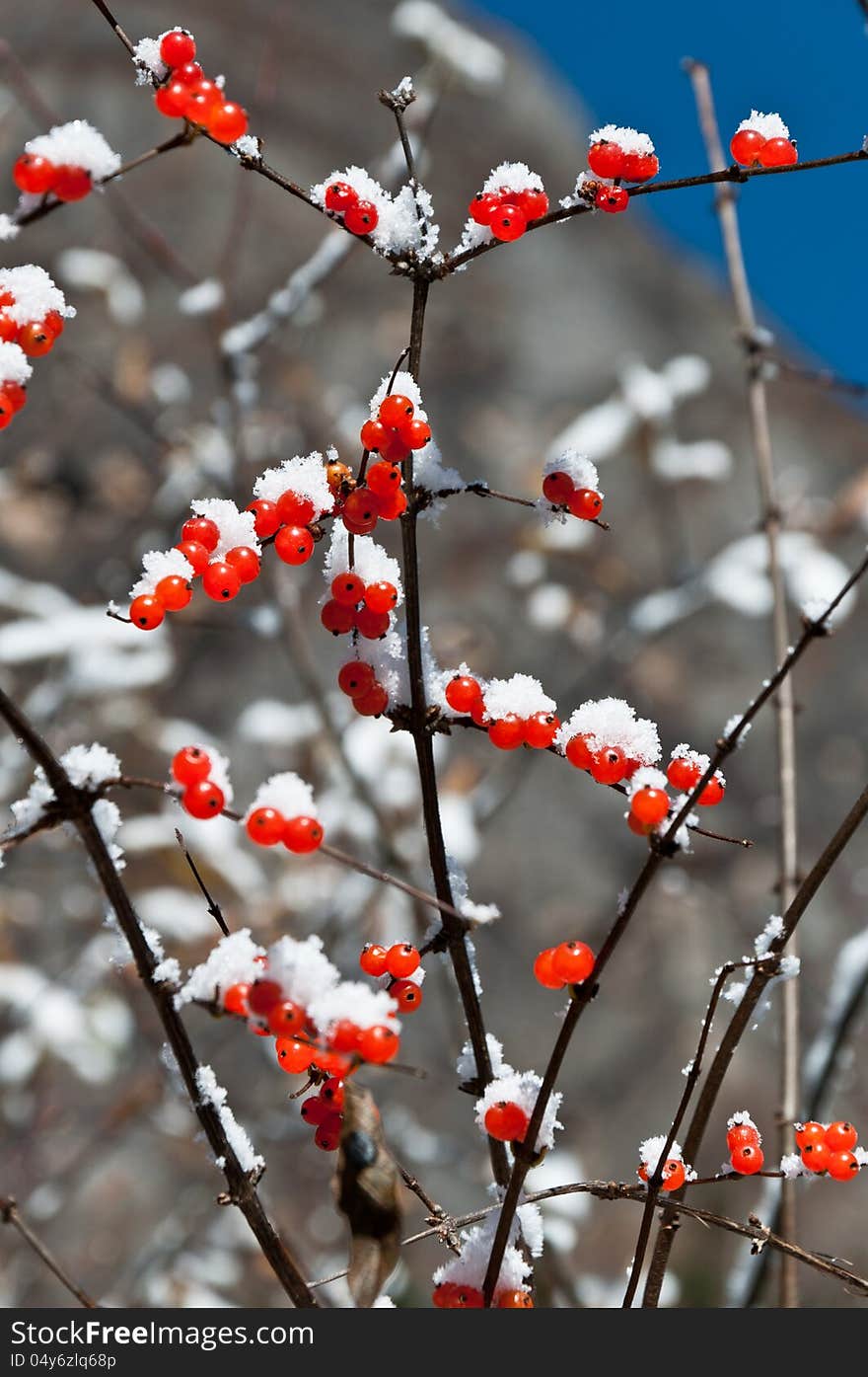 Little red berried covered by snow