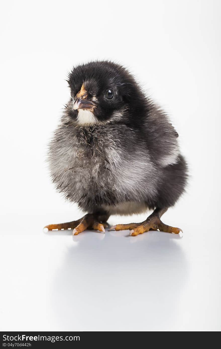 A small black, white and grey chick in the studio. A small black, white and grey chick in the studio.