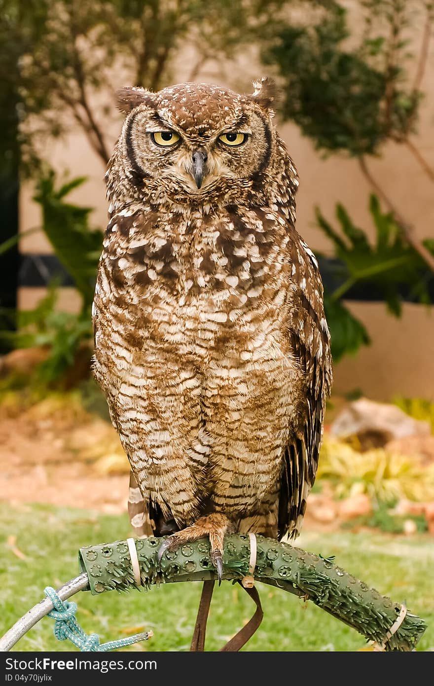 Different species of owls in a care taking sanctuary.