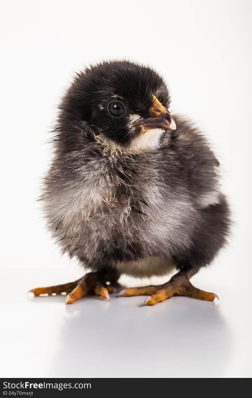 A small, black, white and grey chick in the studio.