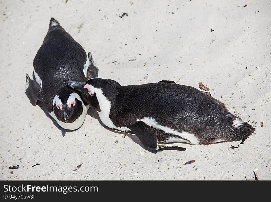 The Cape penguin is having a good time in the summer sun. The Cape penguin is having a good time in the summer sun.