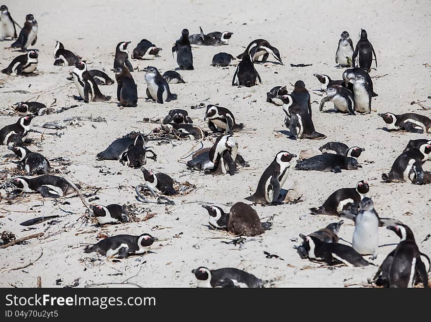 The Cape penguin is having a good time in the summer sun. The Cape penguin is having a good time in the summer sun.