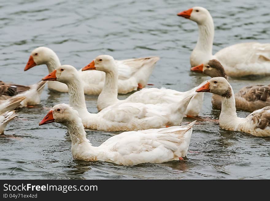 A whole lot of geese are swimming together on the pond. A whole lot of geese are swimming together on the pond.