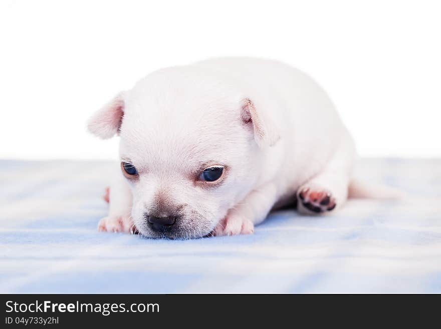 A cute chihuahua on a block blanket. A cute chihuahua on a block blanket.