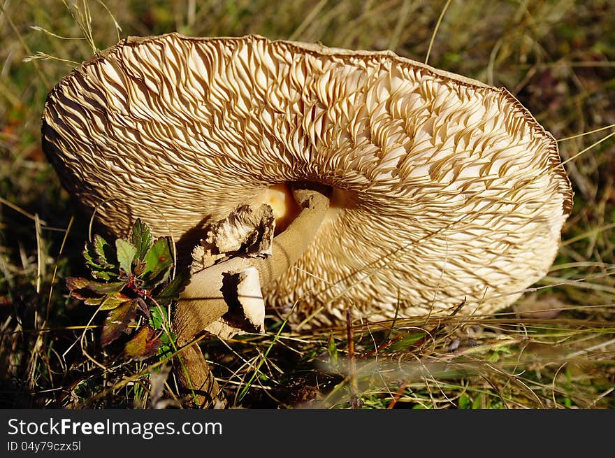 Parasol mushroom