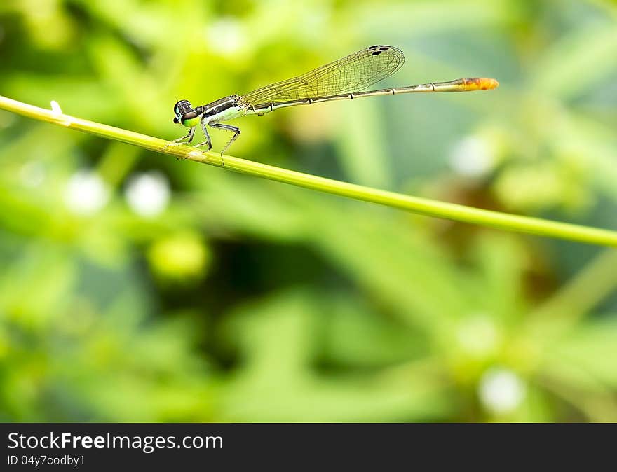 Close up green dragonfly