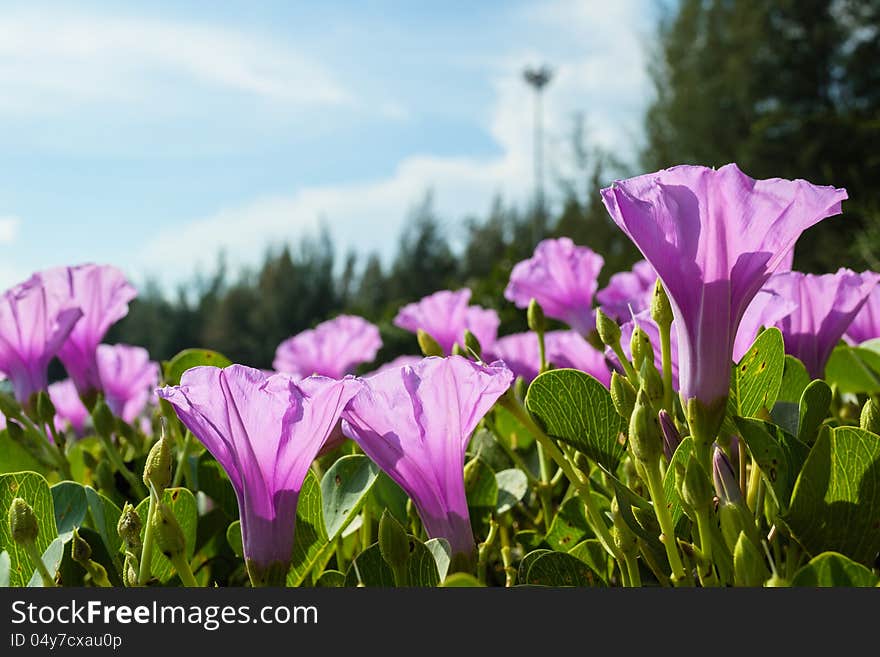 Many of pink flower are spread on the beach. Many of pink flower are spread on the beach