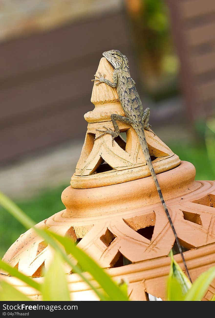 Brown lizard on Thai style pottery in garden. Brown lizard on Thai style pottery in garden