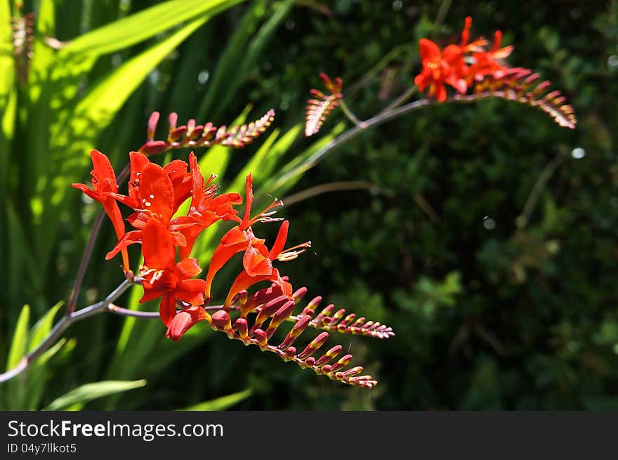 Close up view of Crocosmia Lucifer