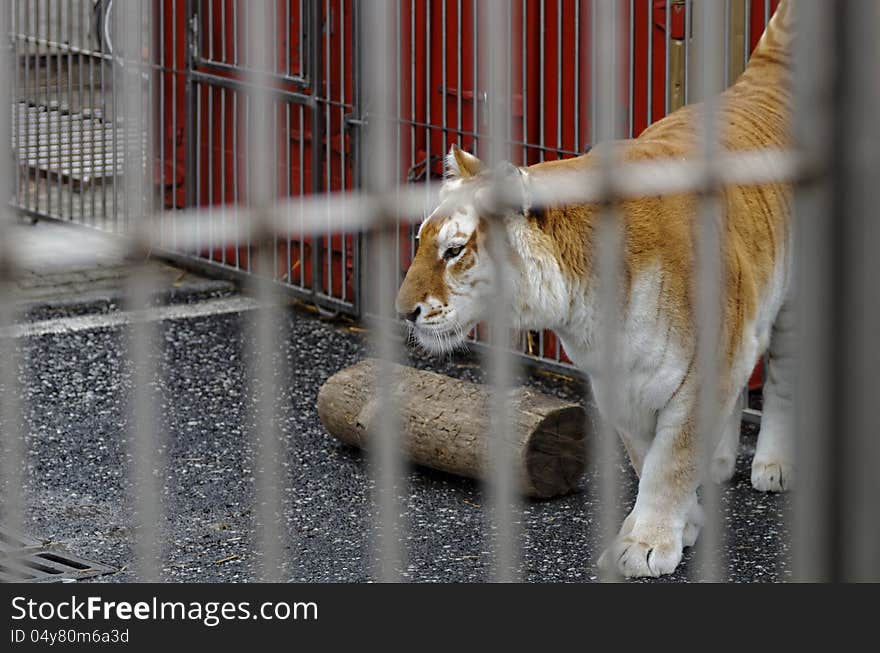 Tiger in the cage of a zoo