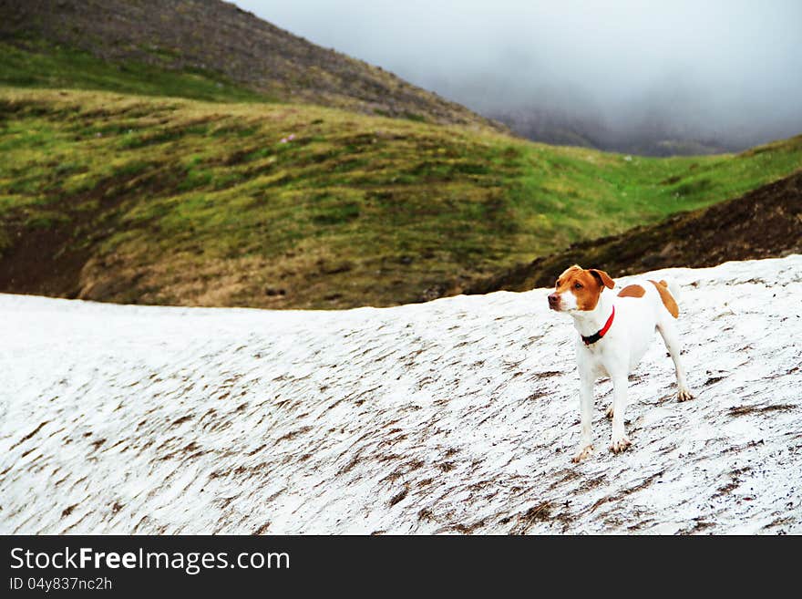 Dog in the mountain