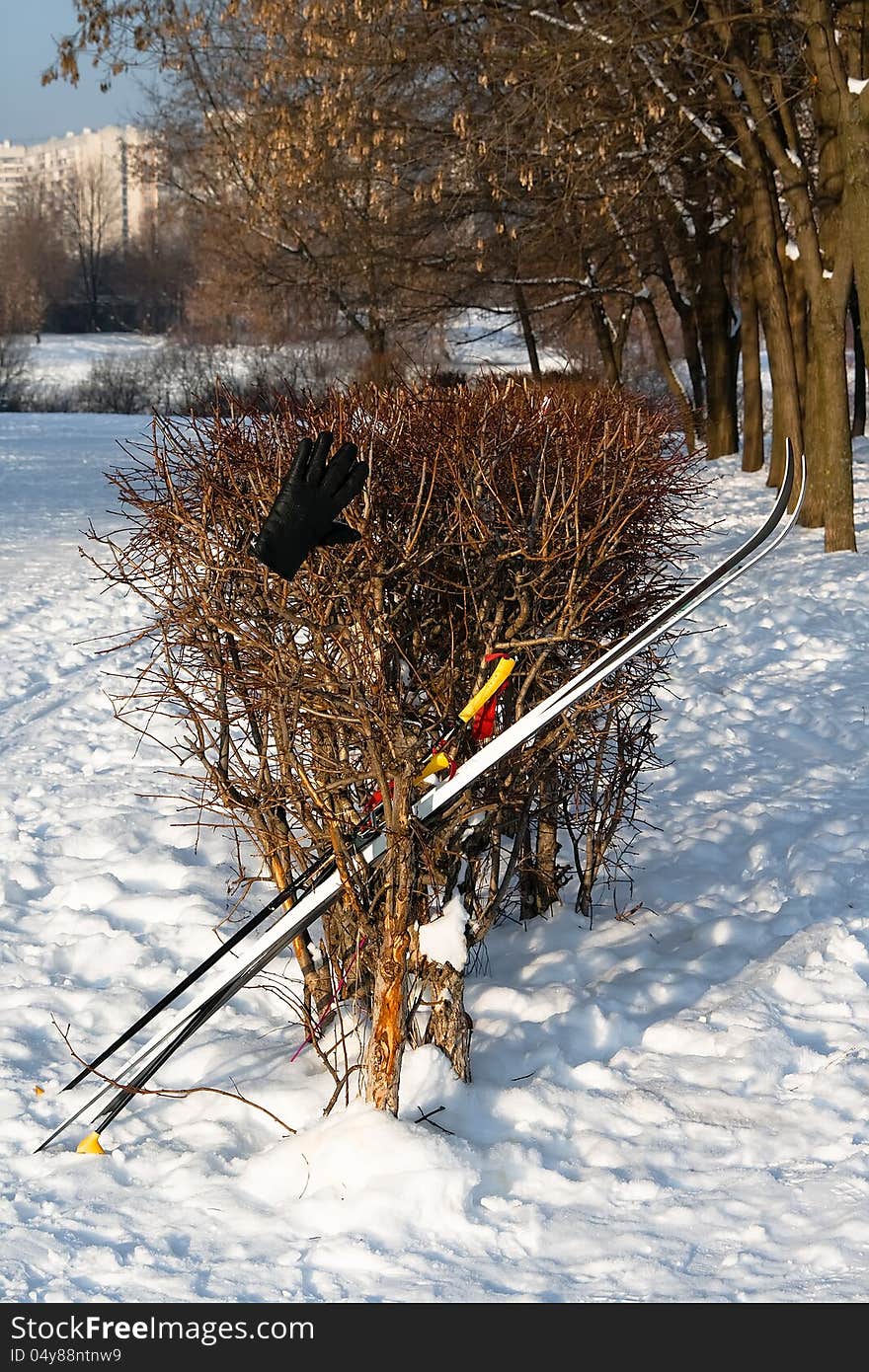 Ski rely on bush branches in winter in snow and trees. Ski rely on bush branches in winter in snow and trees