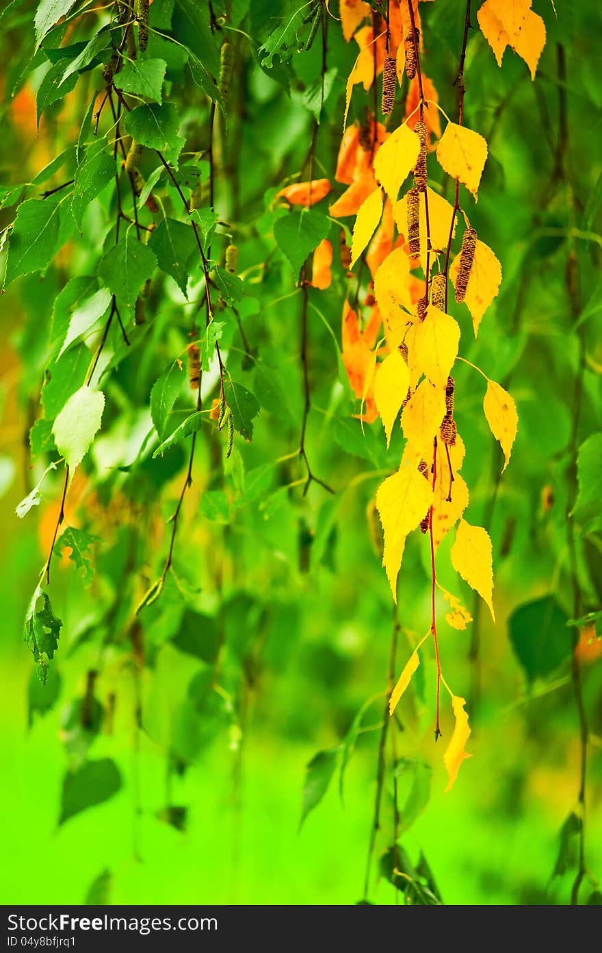 Yellowing birch leaves on a background of green leaves