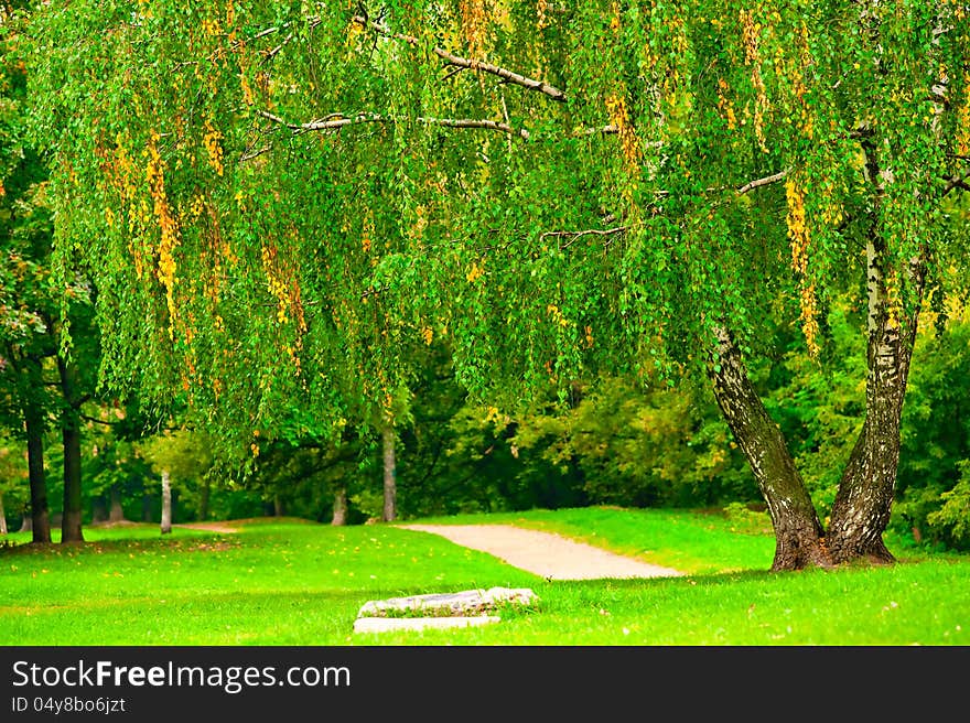 Birch tree on the lawn in the park