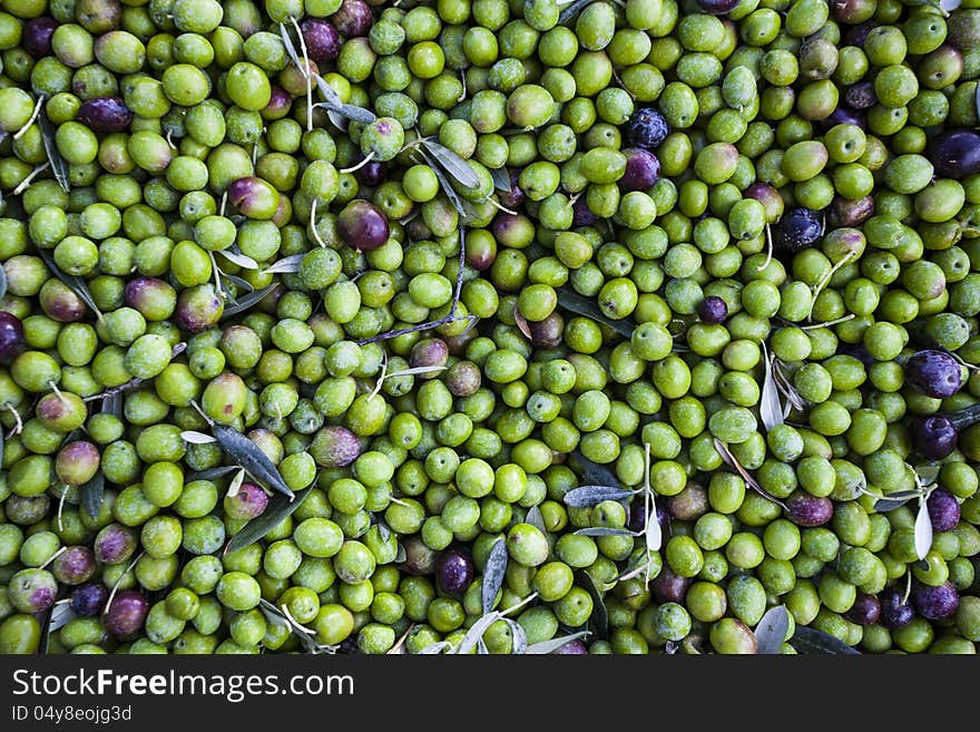 Harvested olives