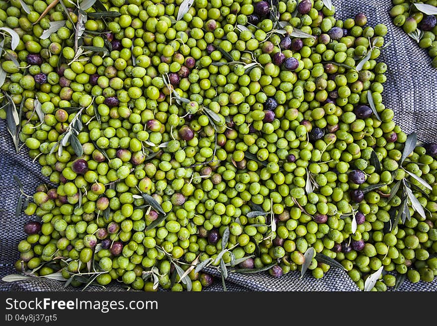 Harvested olives