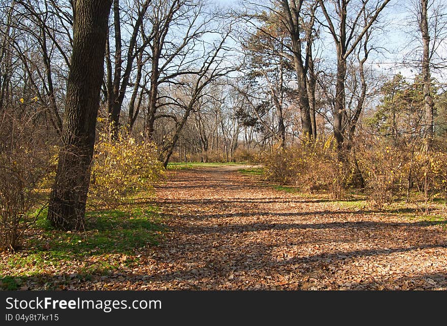 Autumn forest