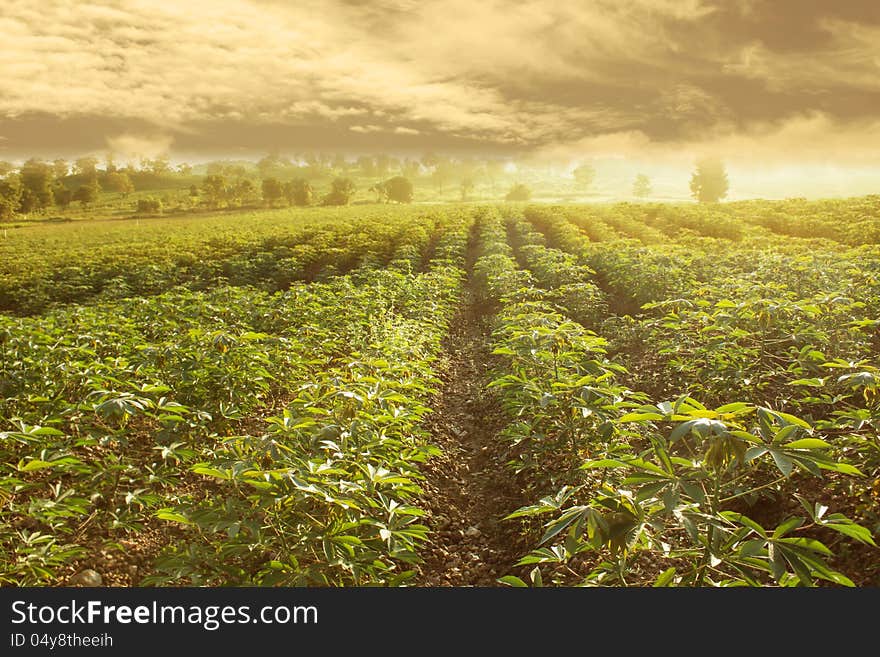 Cassava Field With Cloud Fog Over Mountain in The Morning Sky in North of Thailand. Cassava Field With Cloud Fog Over Mountain in The Morning Sky in North of Thailand