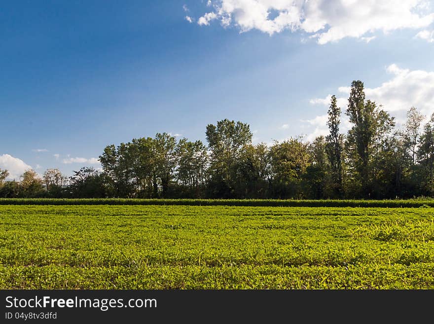 Trees And Lawn