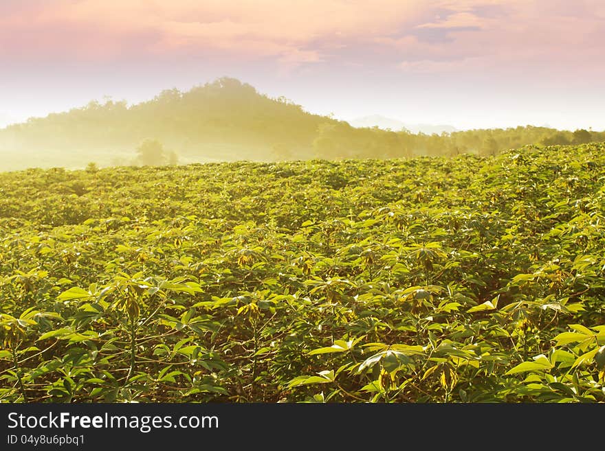 Cassava Field in Thailand