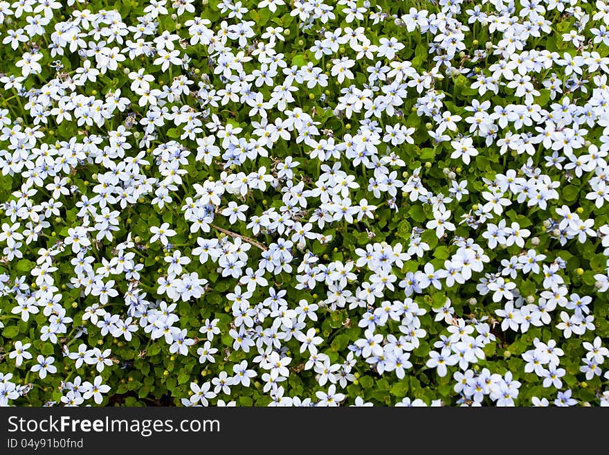 An abstract of white clover flowers and green leaves creates an interesting abstract horizontal image. An abstract of white clover flowers and green leaves creates an interesting abstract horizontal image.