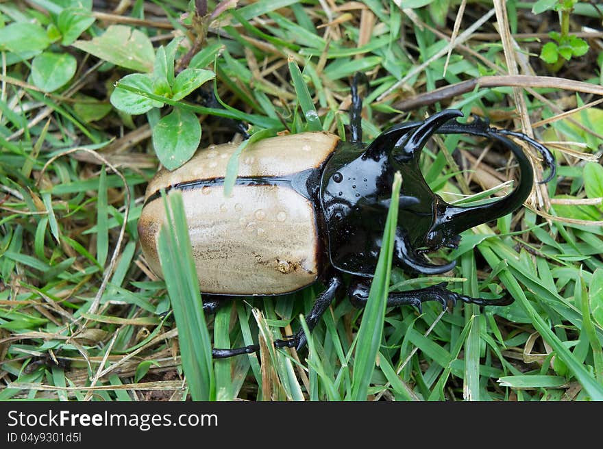 Dynastes hercules is on the grass in the morning.