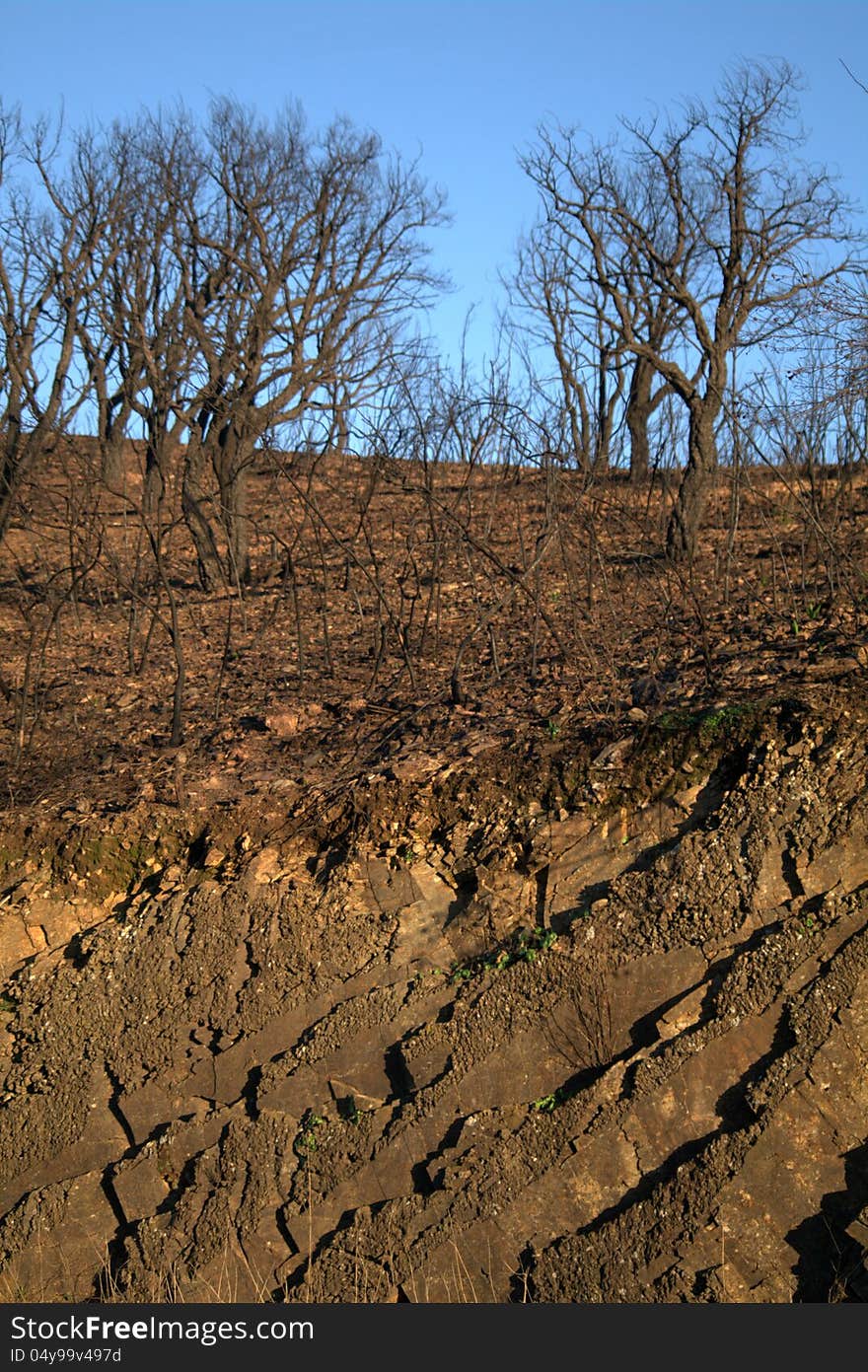 Dead trees, four months after a forest fire. a few weeds are finally beginning to grow