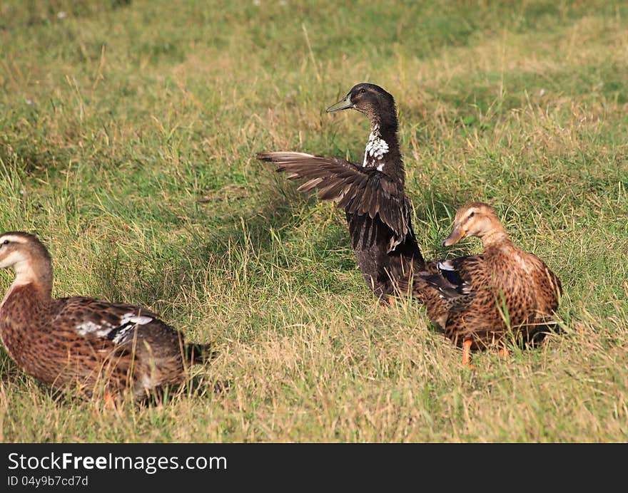 Ducks walk on the grass.