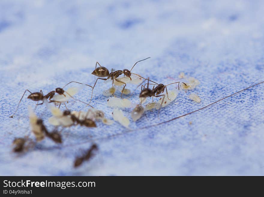 Close up of black ants protecting larvae and eggs. Close up of black ants protecting larvae and eggs