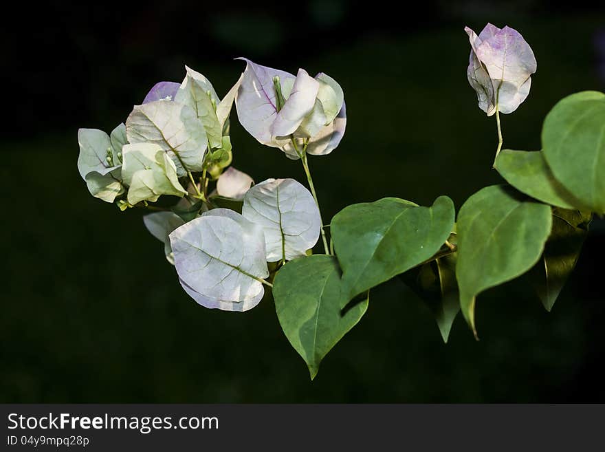 The Paper flowe or Bougainvillea on the dark background. The Paper flowe or Bougainvillea on the dark background.