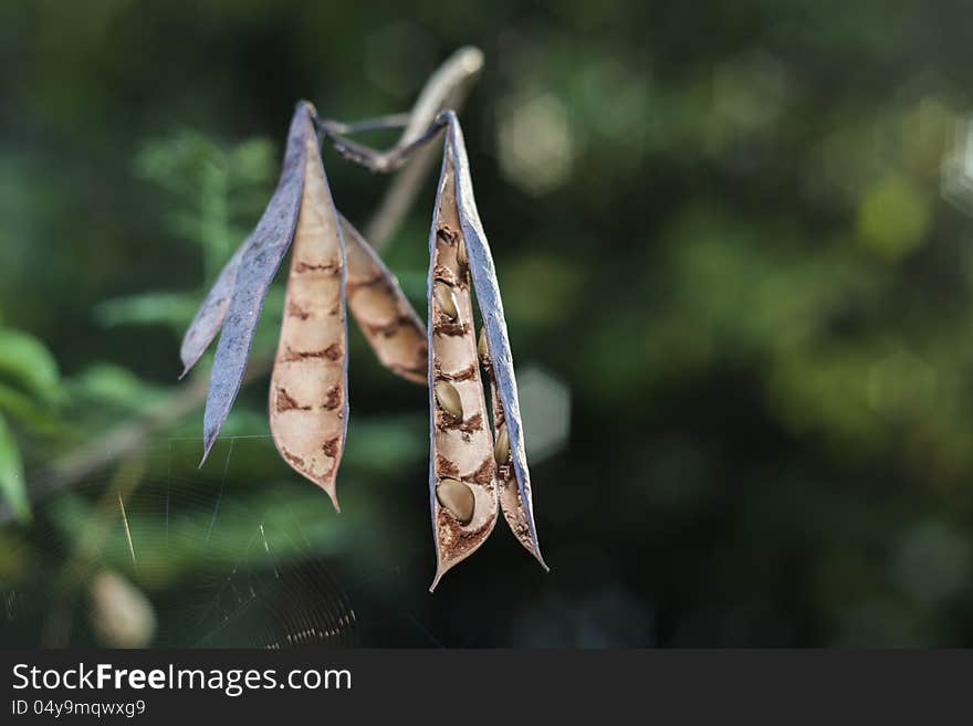 The seed fall after the pod splited. The seed fall after the pod splited