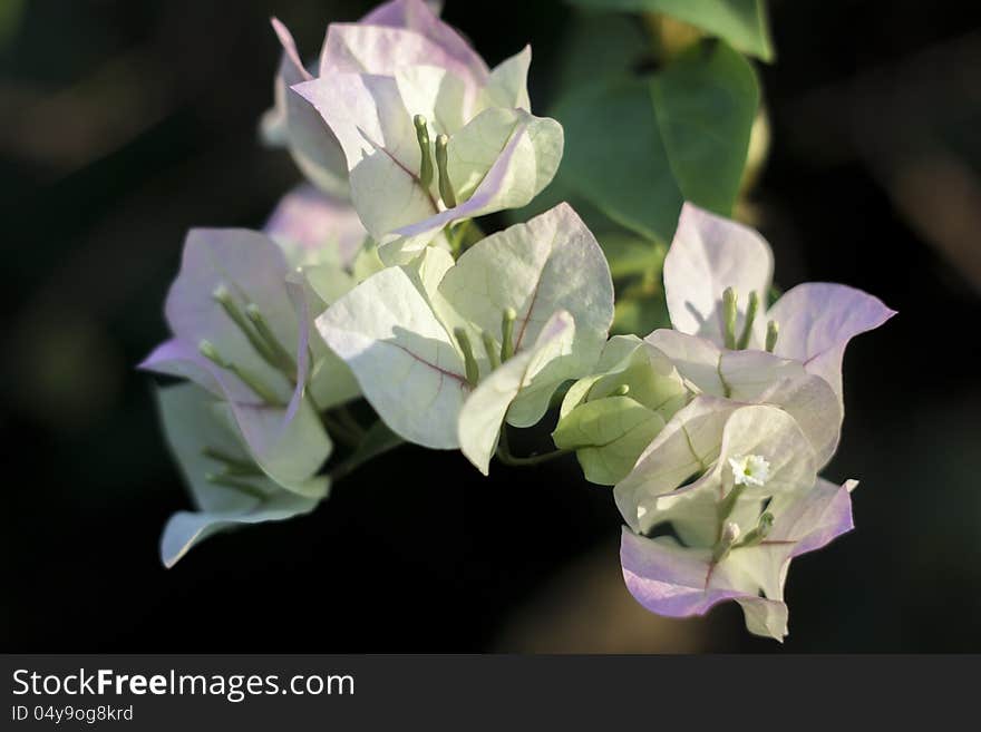 The Paper flowe or Bougainvillea be among the sun light. The Paper flowe or Bougainvillea be among the sun light