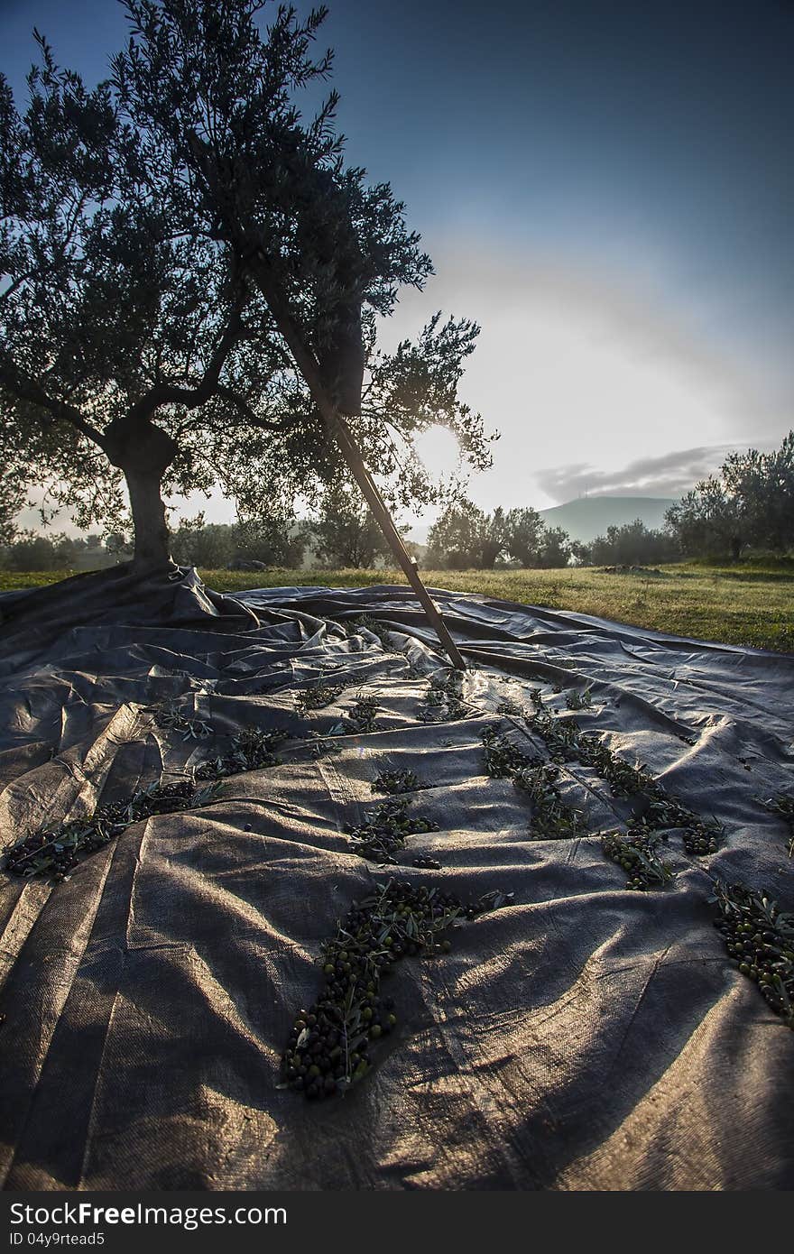 Olives harvesting