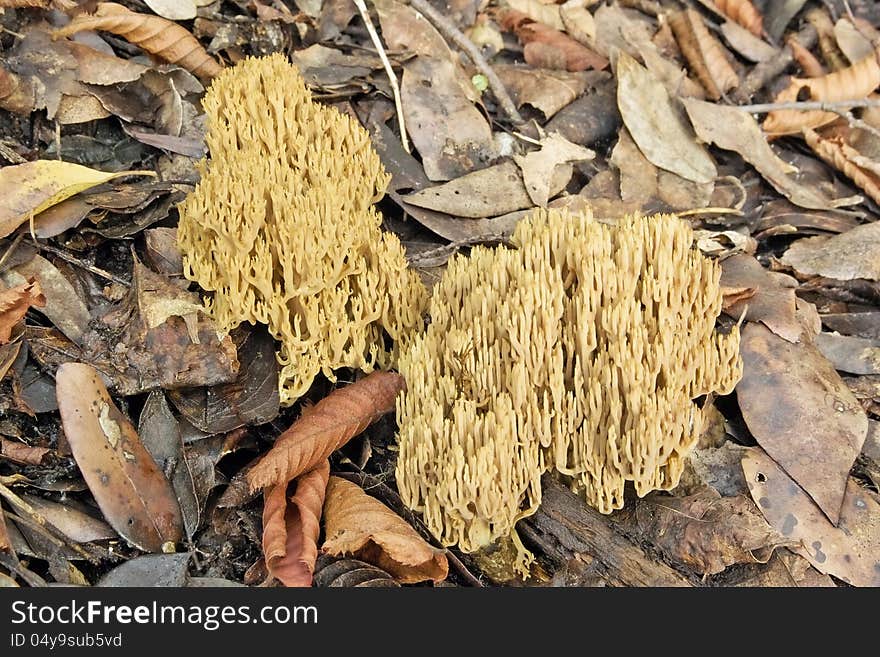 Mushroom, ramaria stricta