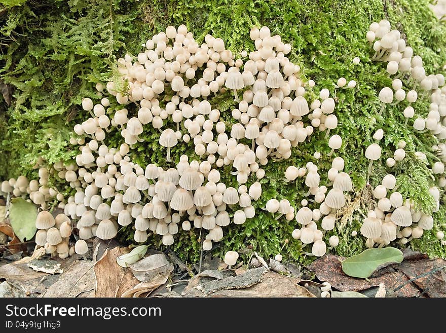 Mycena hiemalis