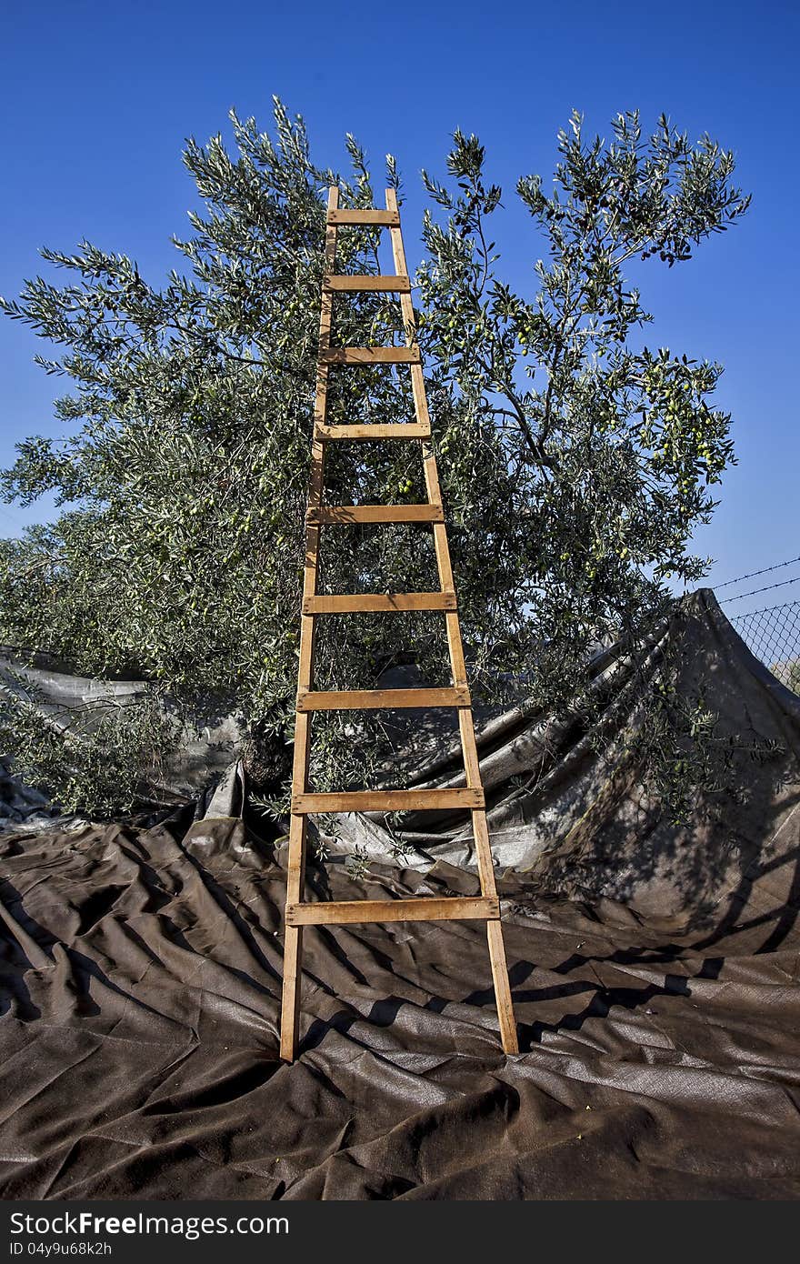 Olives harvesting in a field in Greece