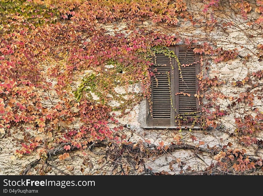 Autumn colors of the ivy which covers an old wall, parthenocissus tricuspidata. Autumn colors of the ivy which covers an old wall, parthenocissus tricuspidata