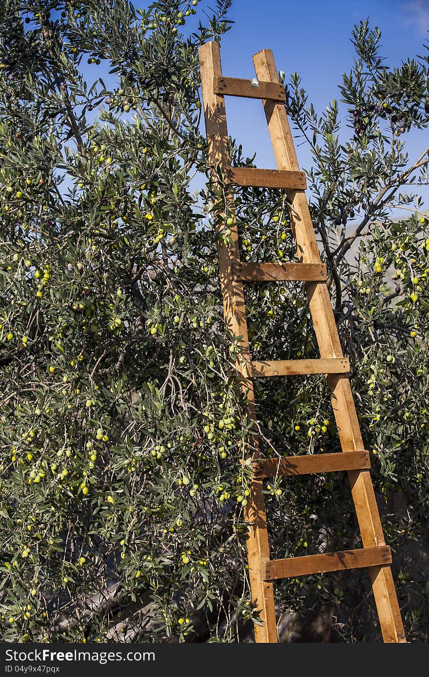 Olives harvesting in a field in Greece