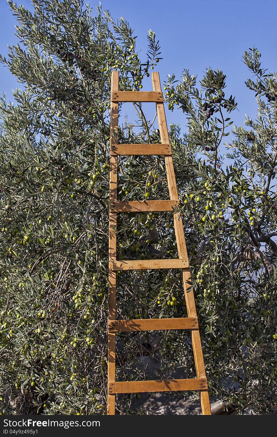 Olives harvesting in a field in Greece