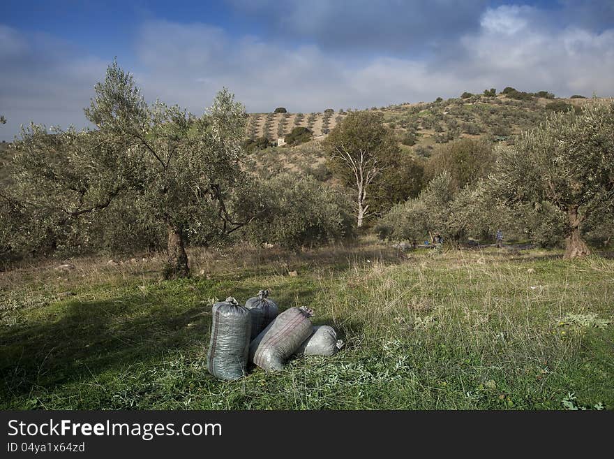 Olives harvesting