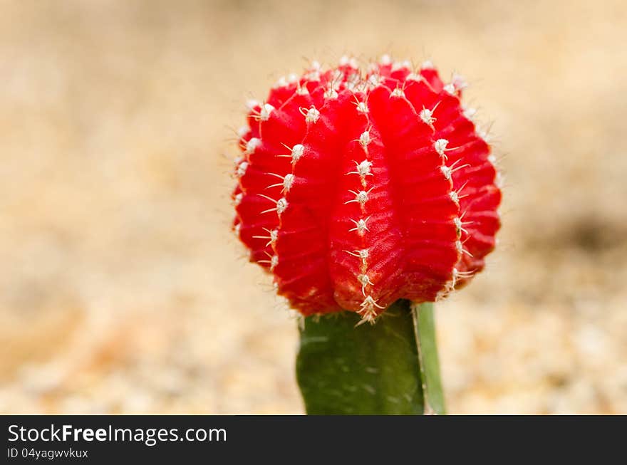 Red cactus on brown background